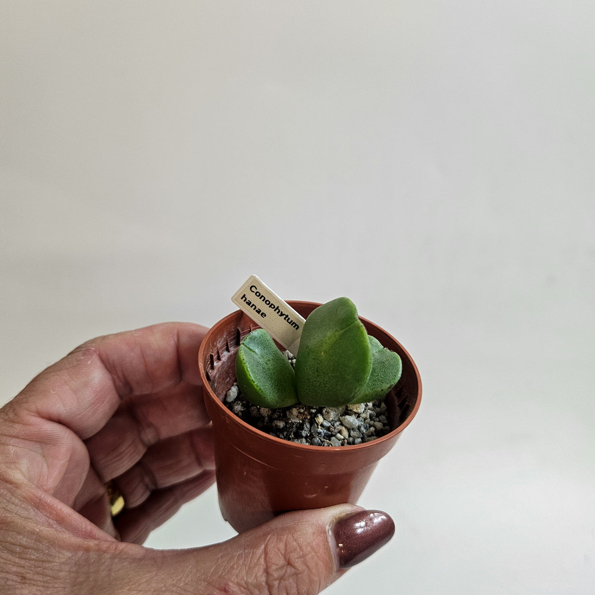 Conophytum hanae