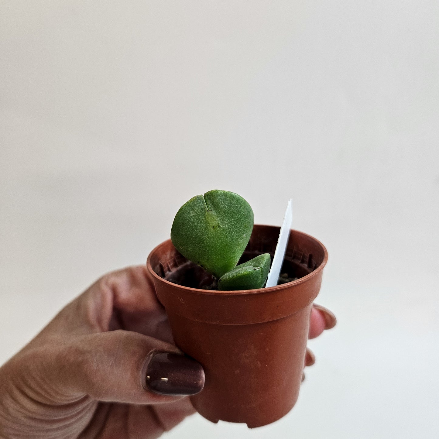 Conophytum hanae