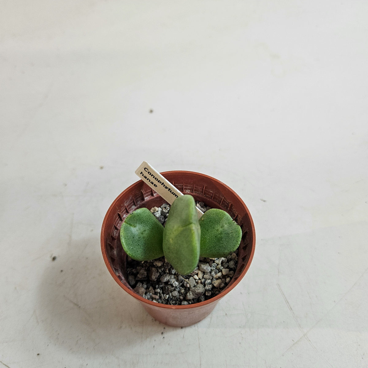 Conophytum hanae