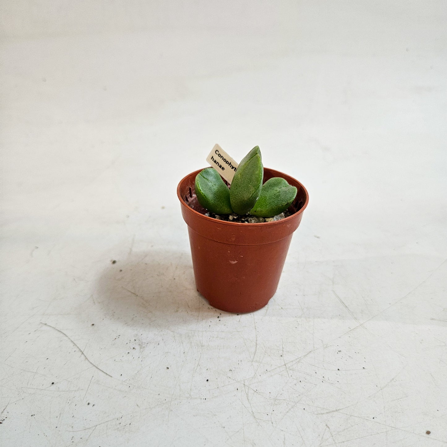 Conophytum hanae