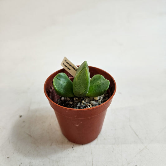 Conophytum hanae