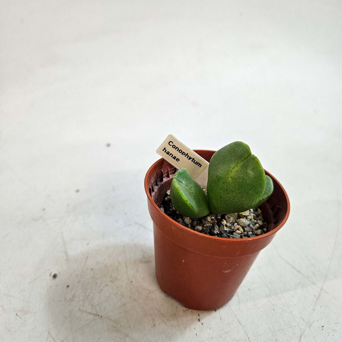 Conophytum hanae