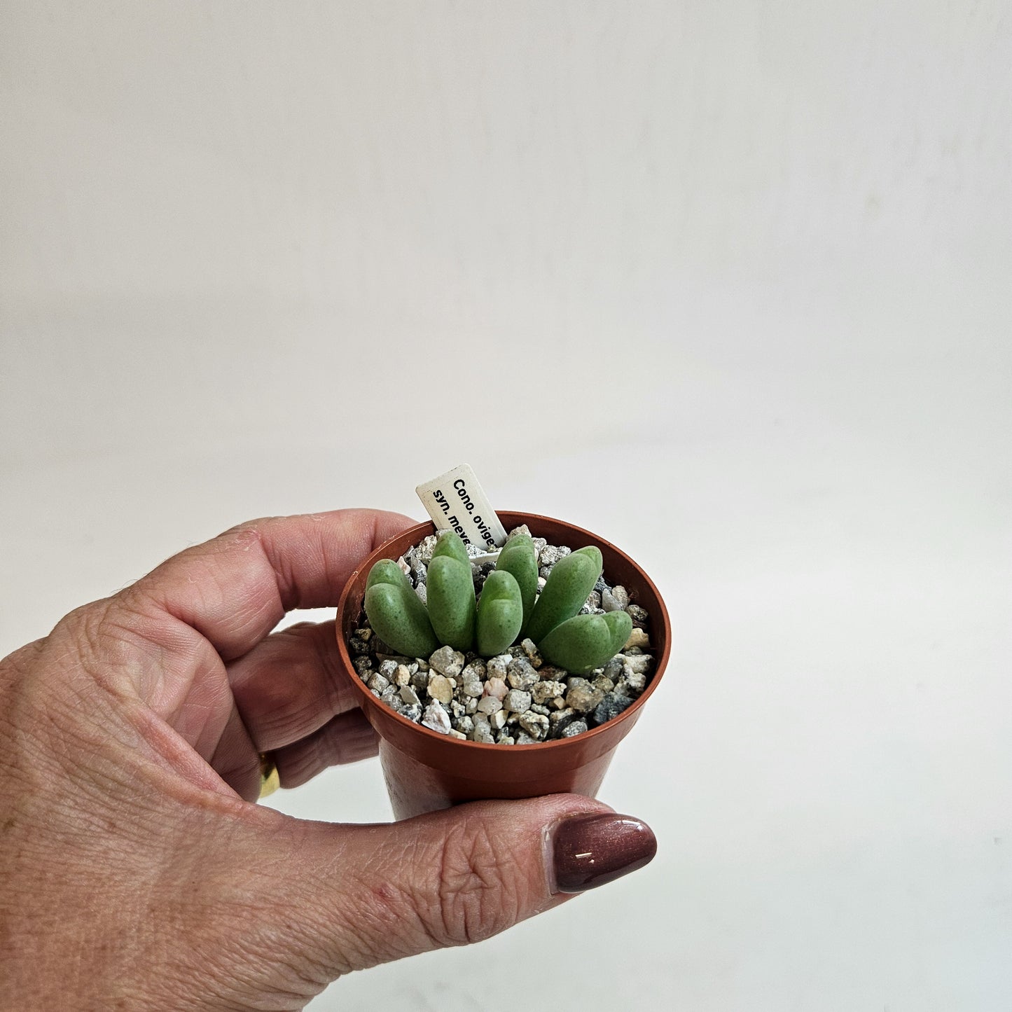 Conophytum meyeri