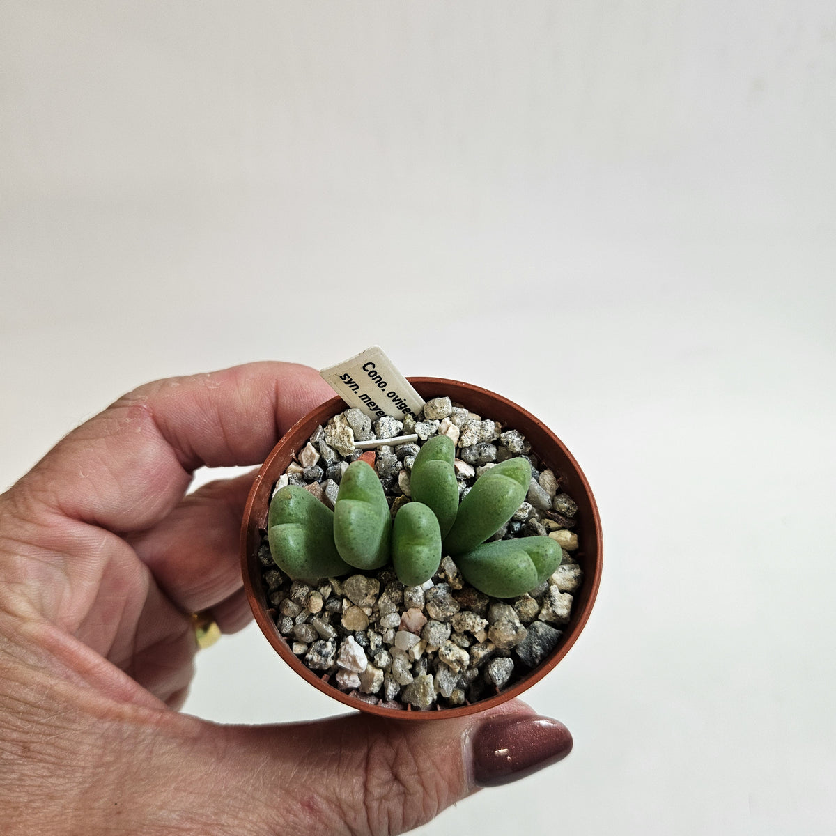 Conophytum meyeri