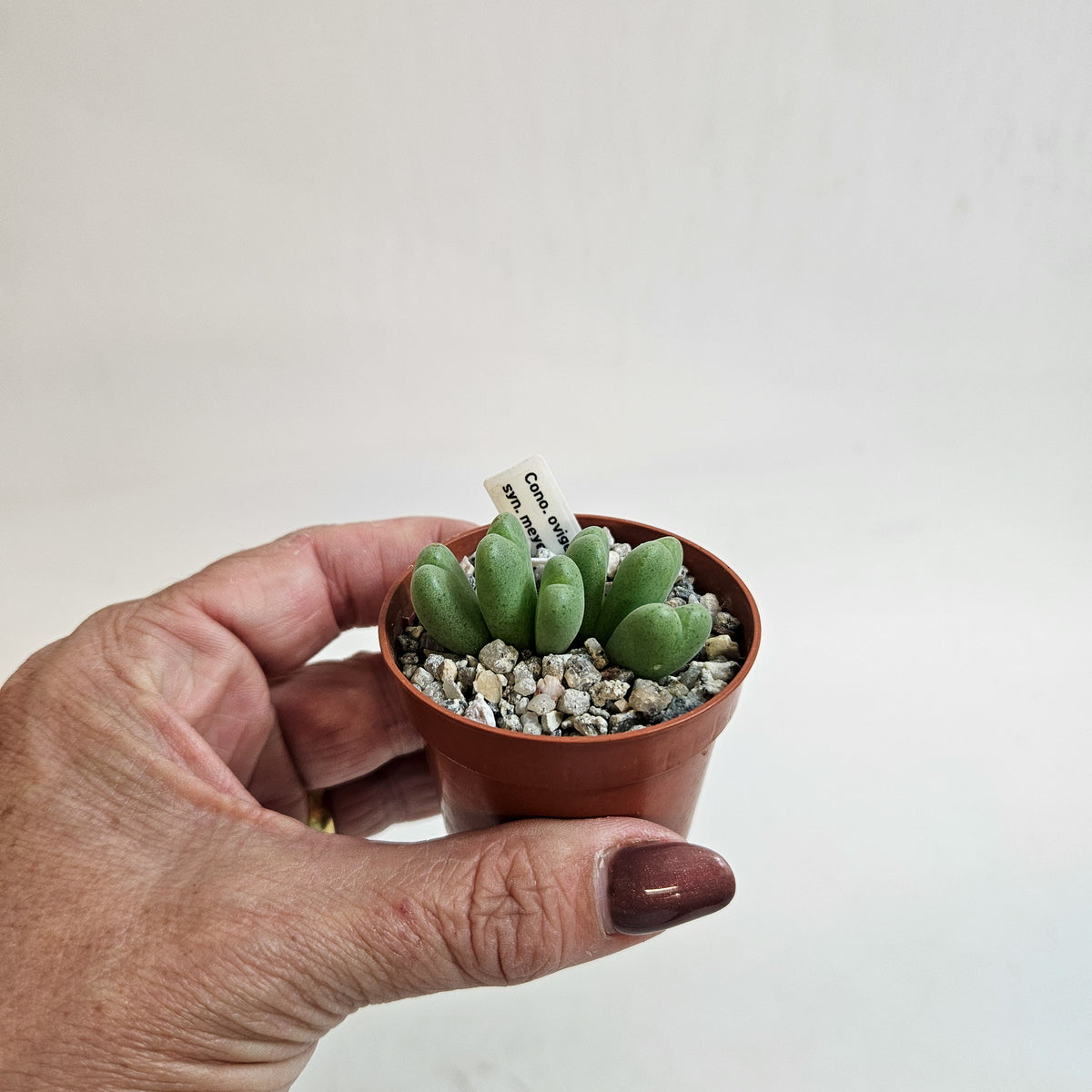 Conophytum meyeri
