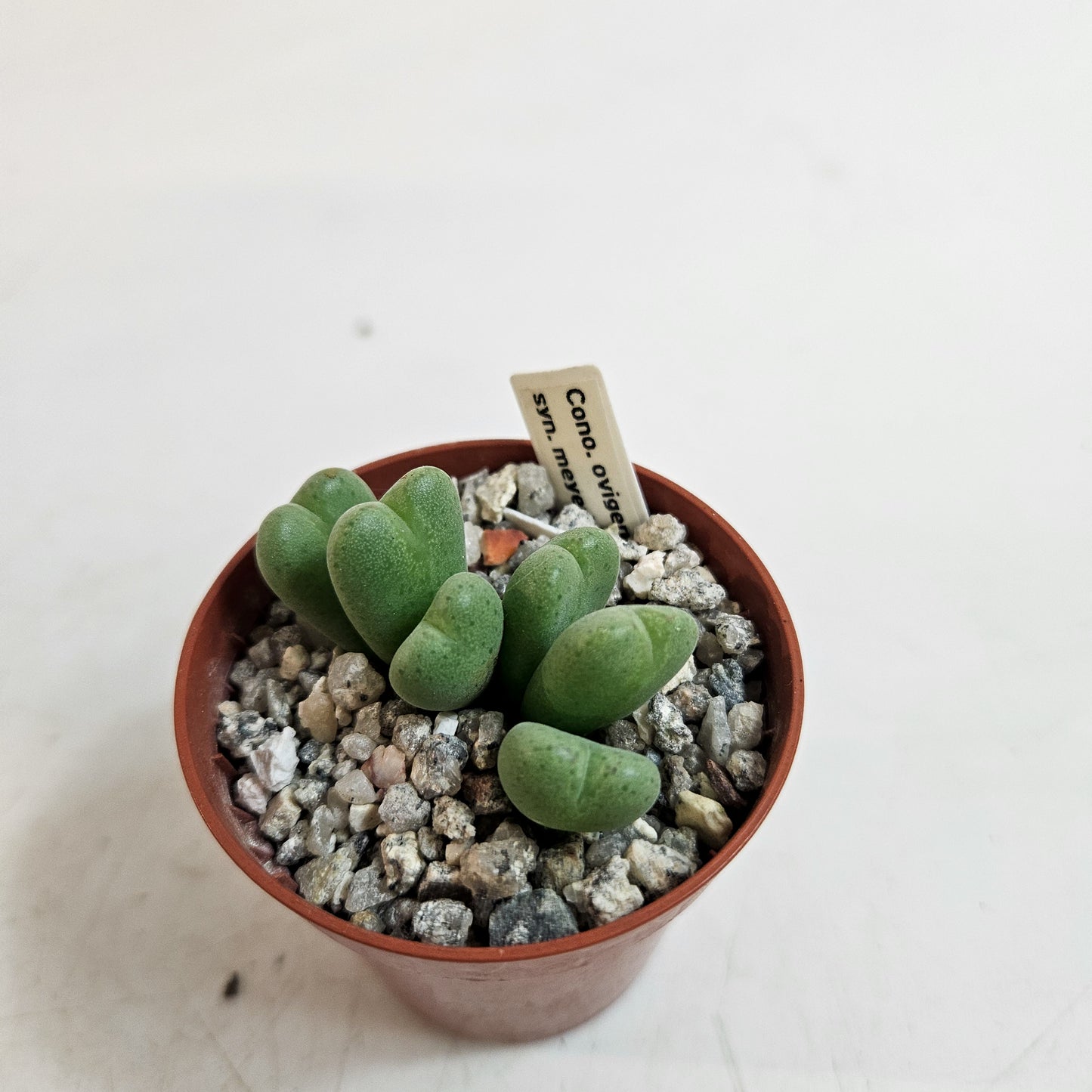 Conophytum meyeri