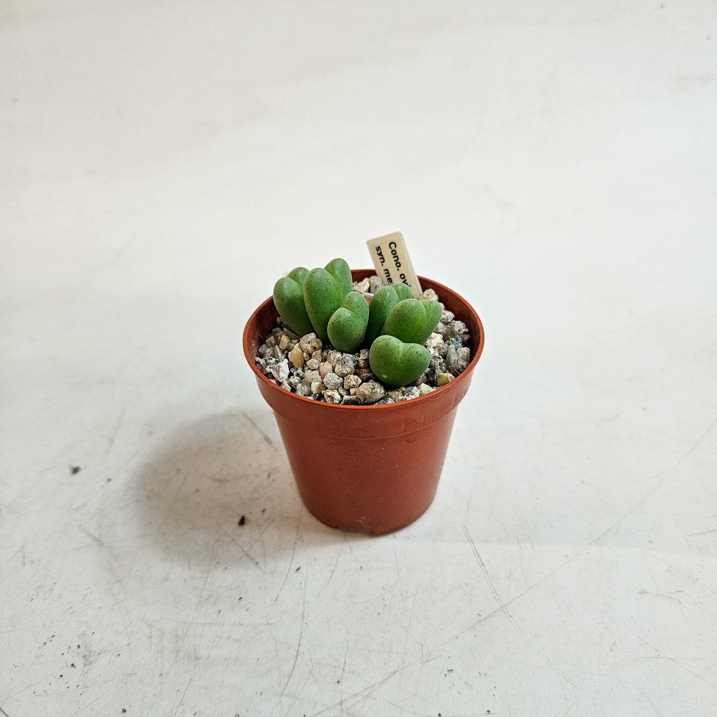 Conophytum meyeri