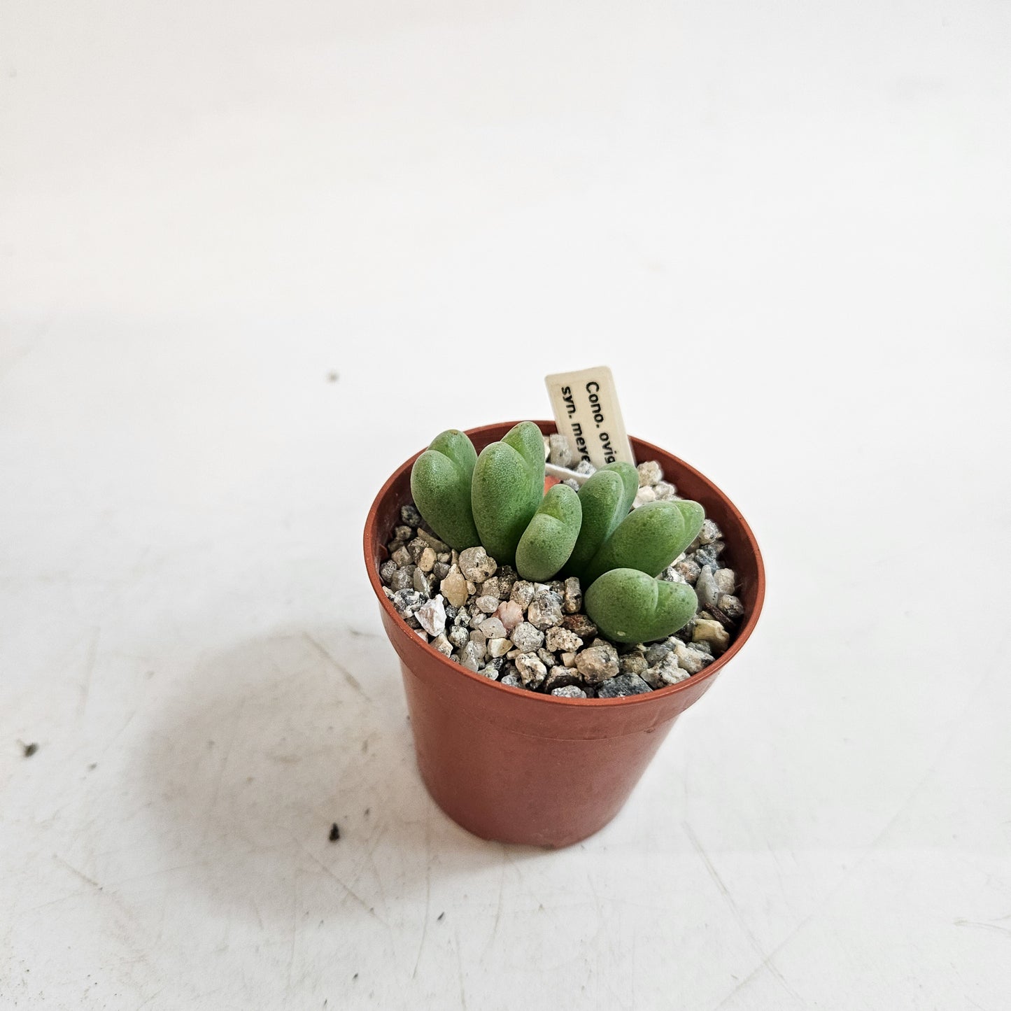Conophytum meyeri