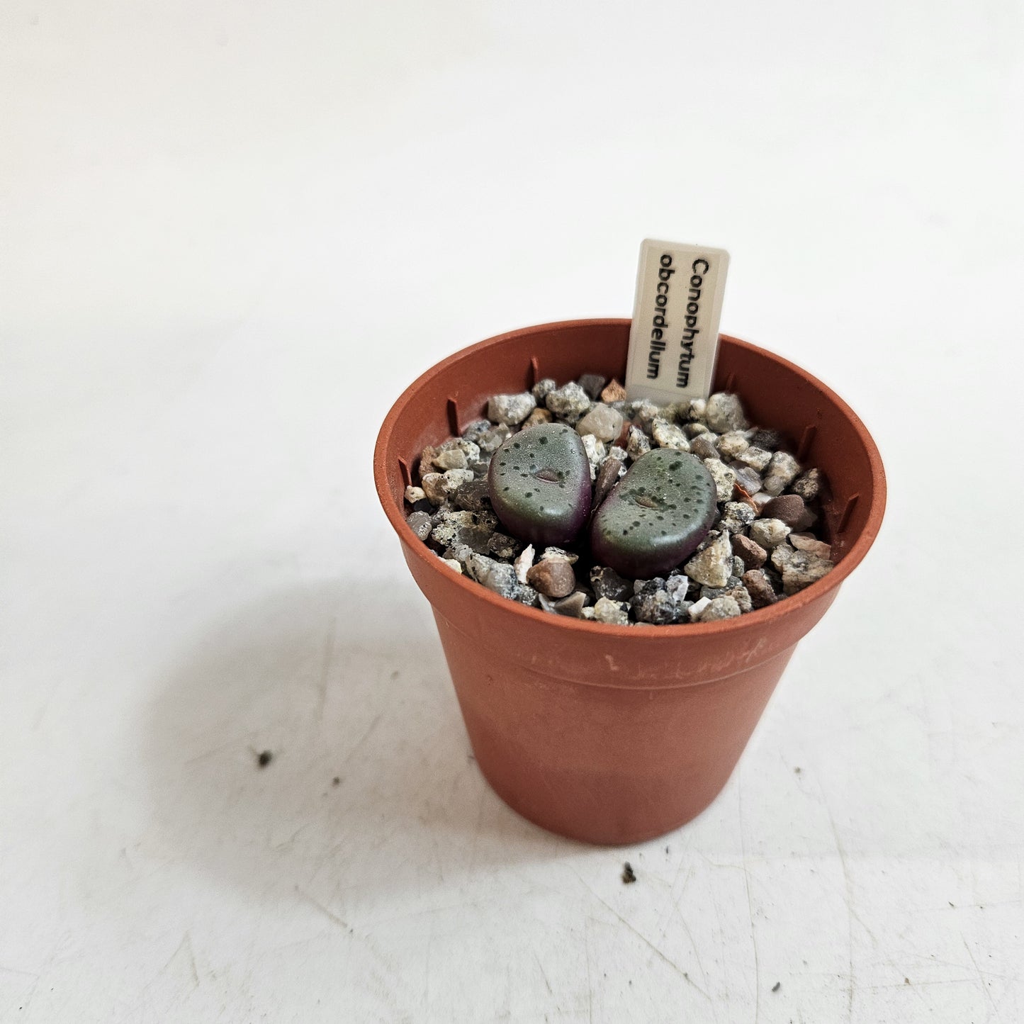 Conophytum obcordellum