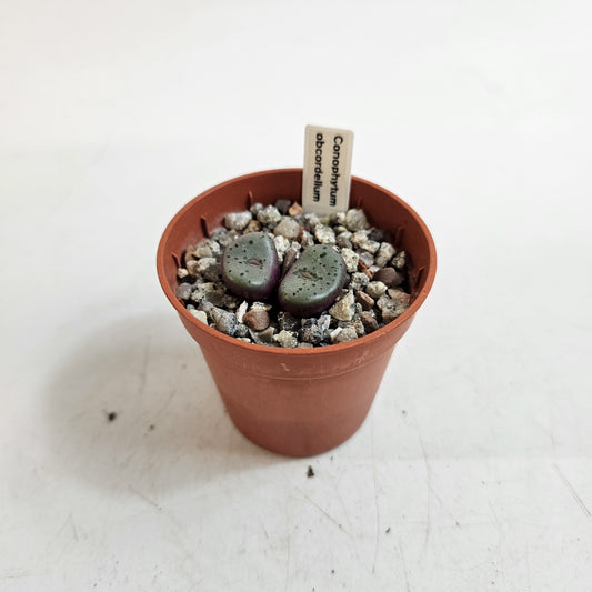 Conophytum obcordellum