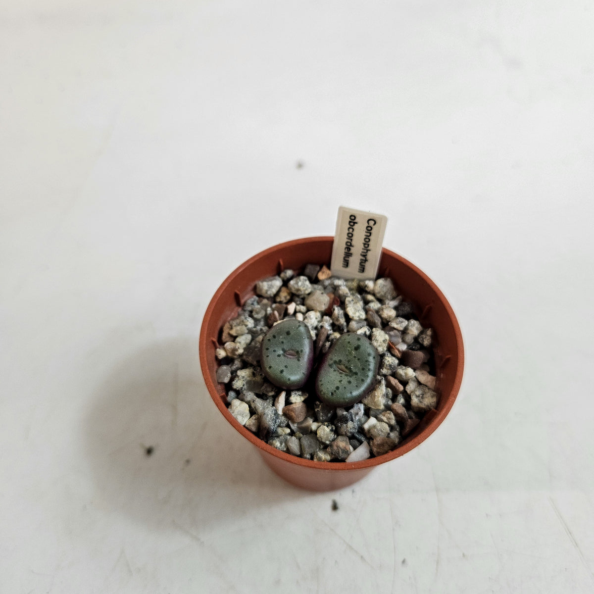 Conophytum obcordellum