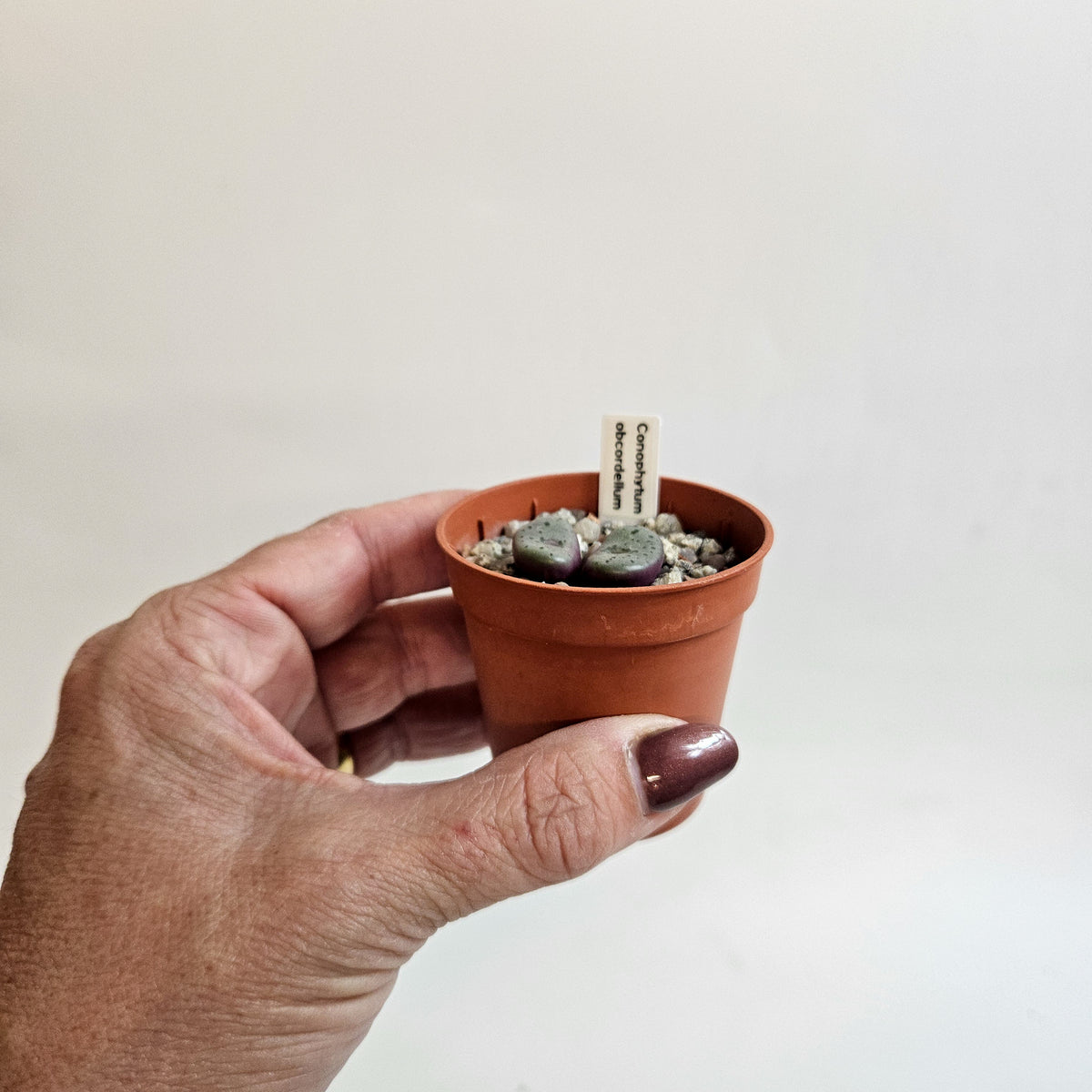Conophytum obcordellum