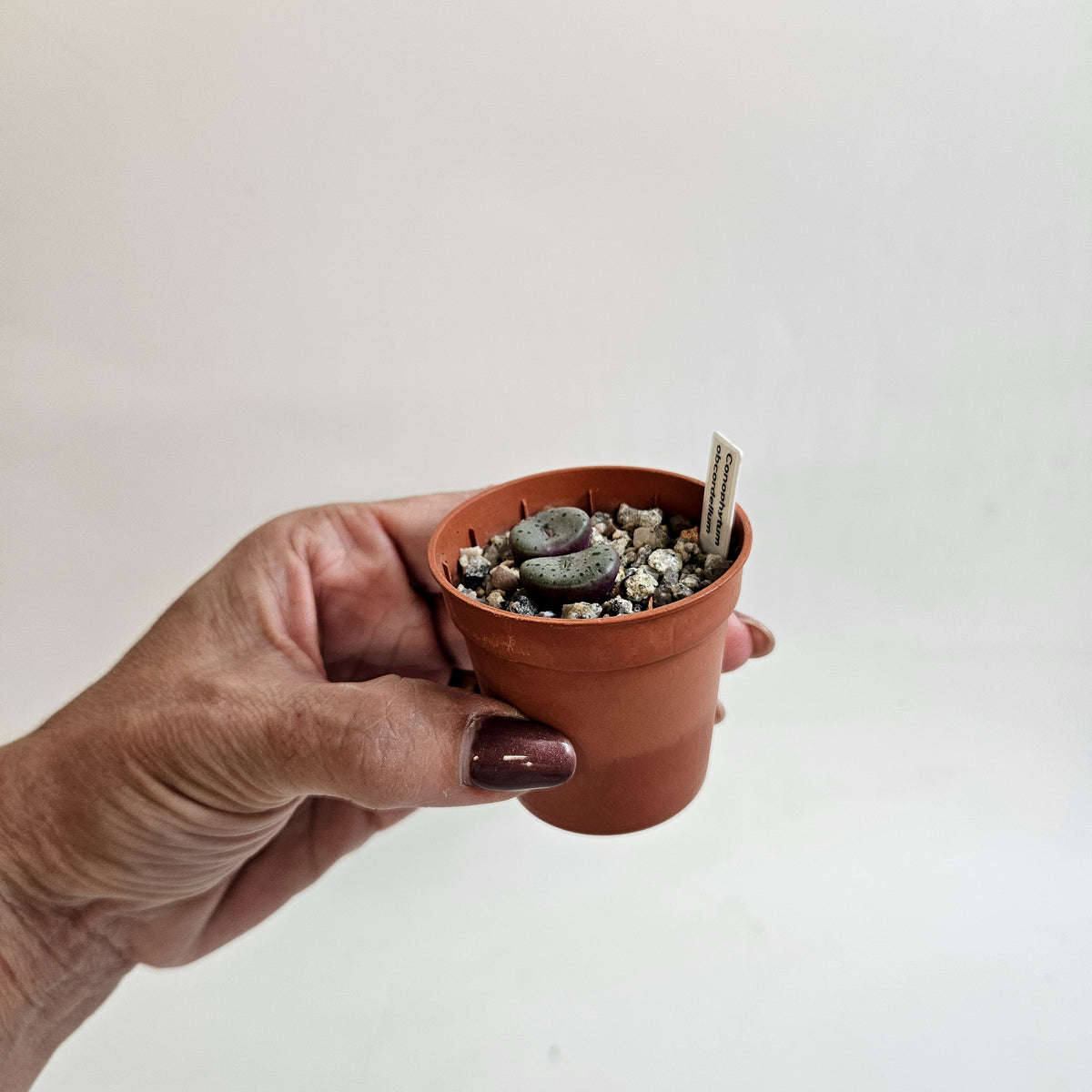 Conophytum obcordellum