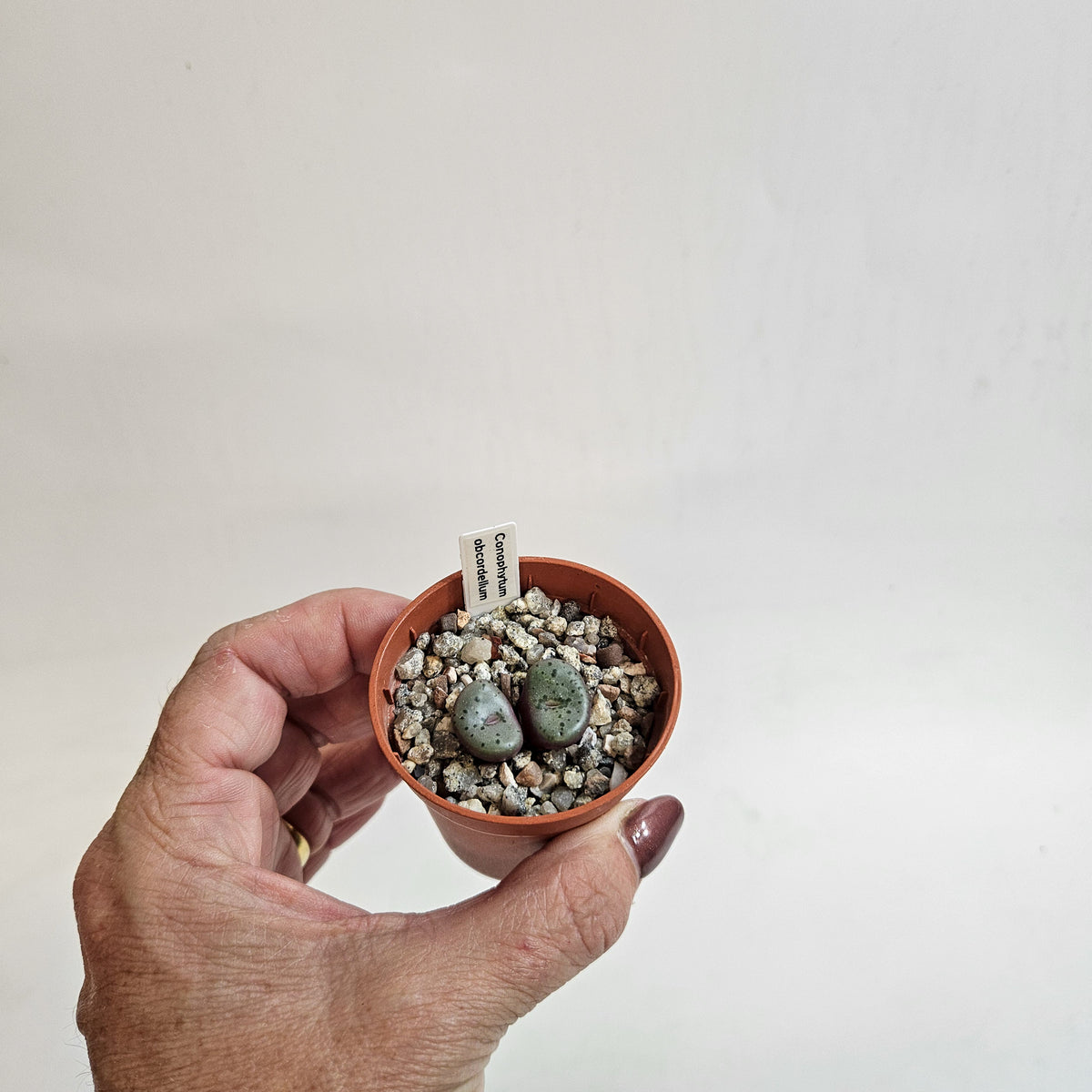 Conophytum obcordellum