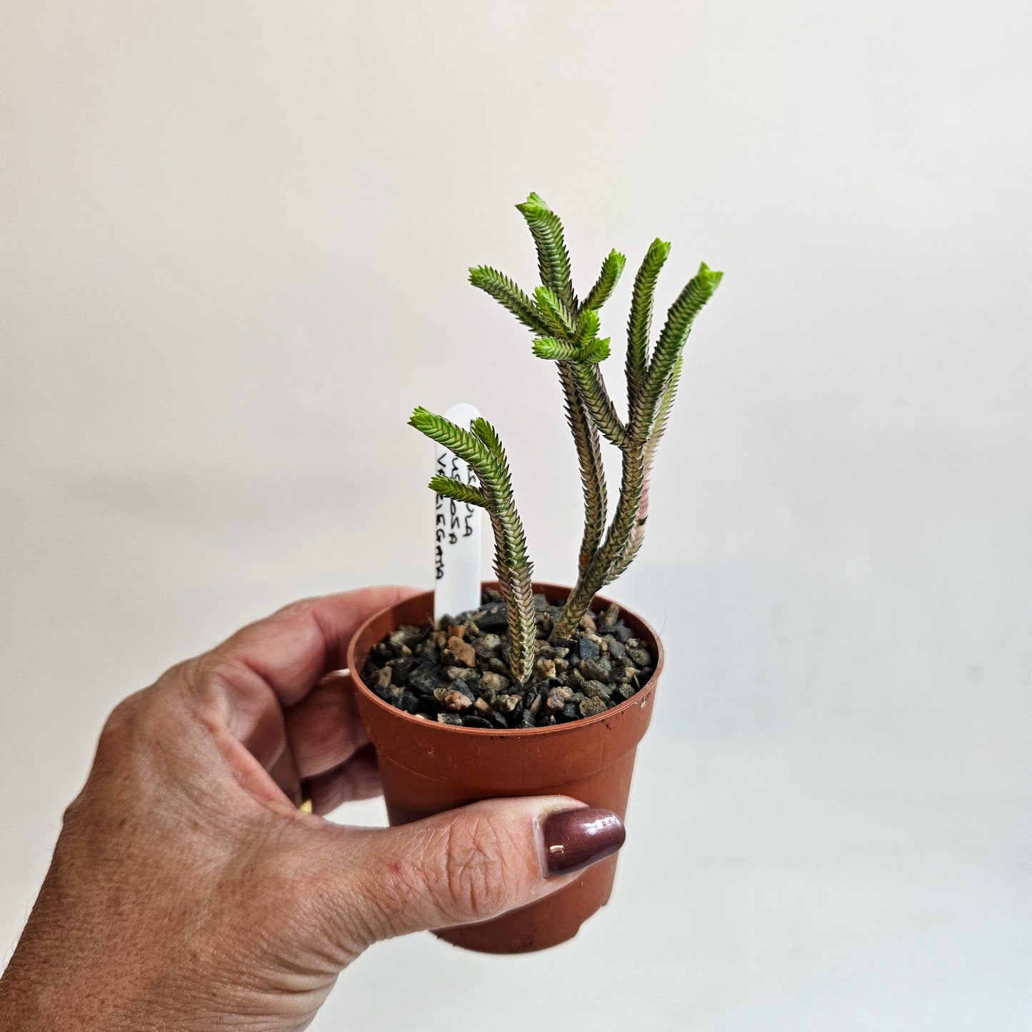 Crassula muscosa Variegata