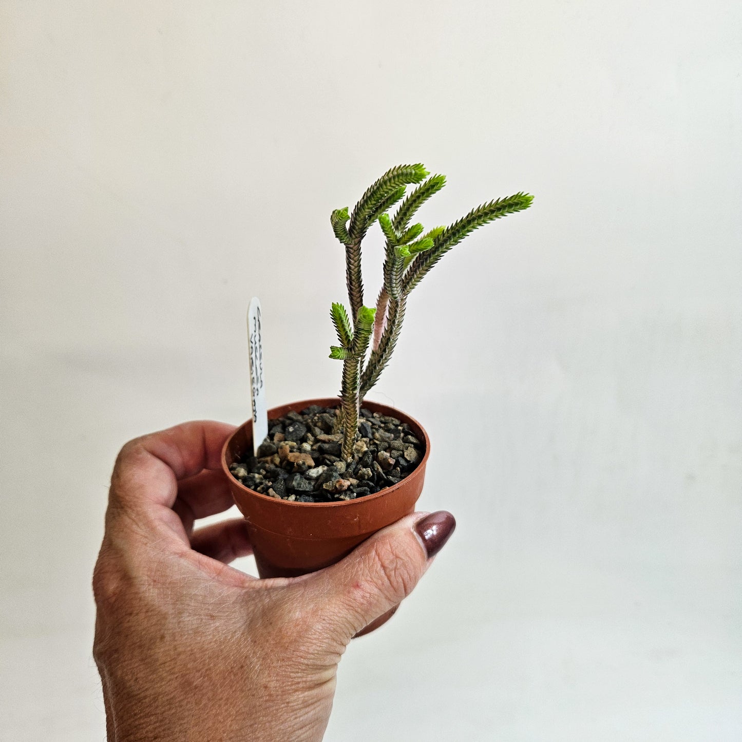 Crassula muscosa Variegata