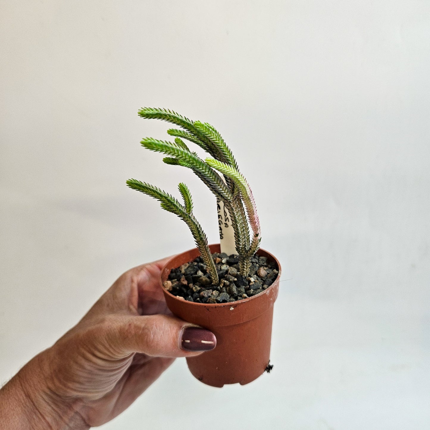 Crassula muscosa Variegata