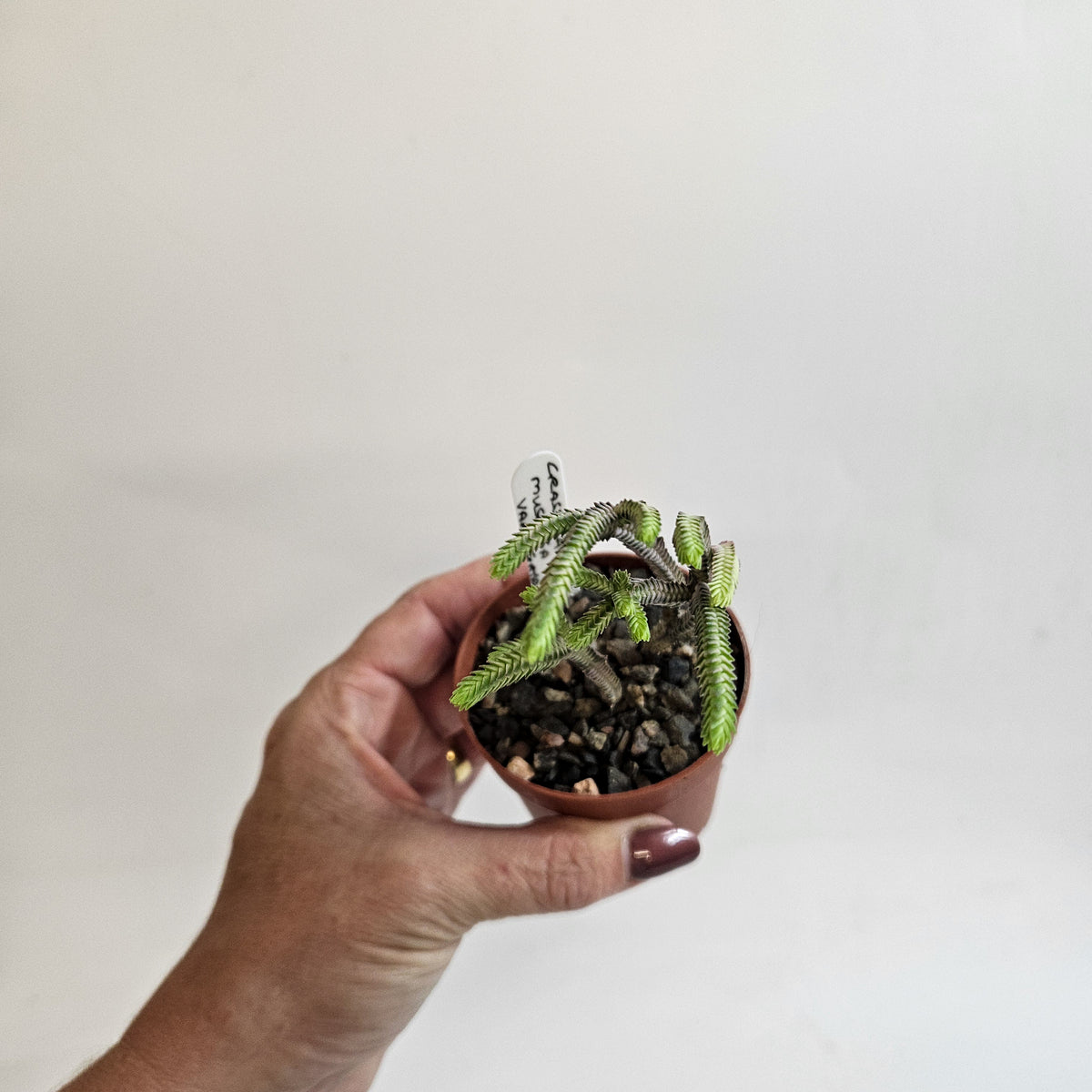 Crassula muscosa Variegata