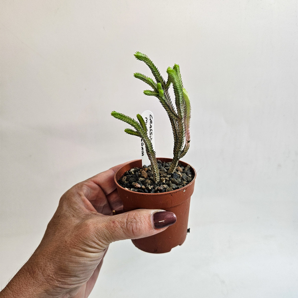 Crassula muscosa Variegata