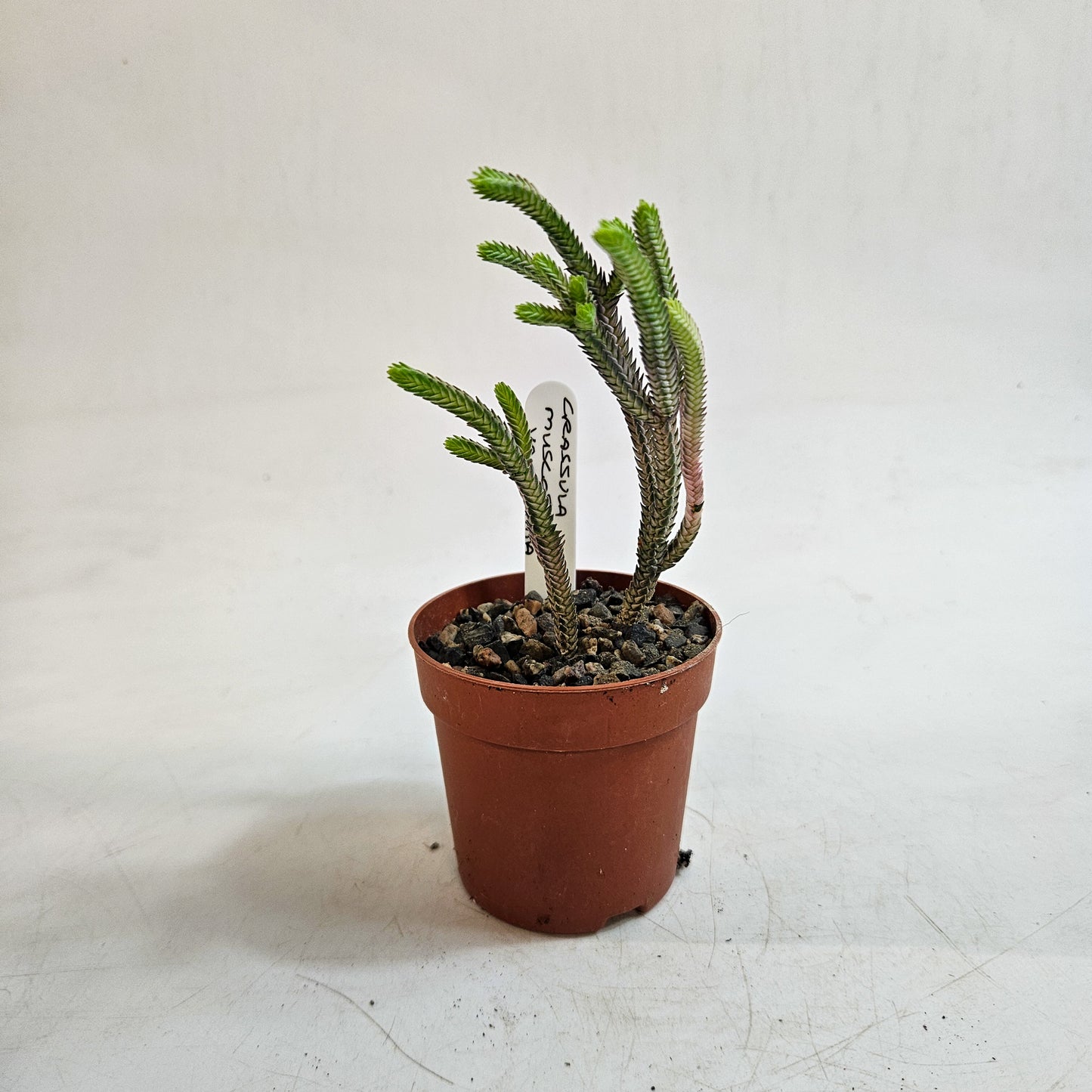 Crassula muscosa Variegata