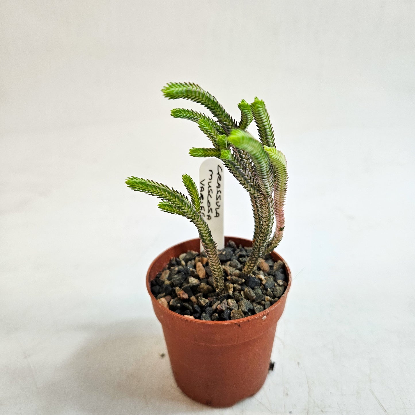 Crassula muscosa Variegata