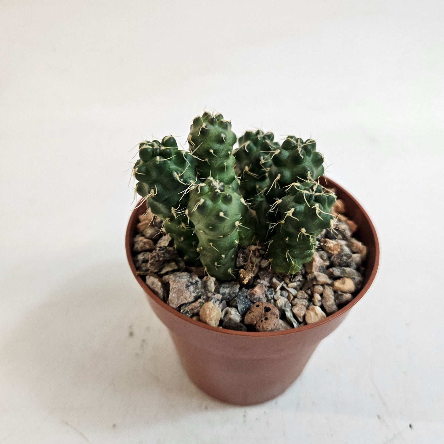 Cumulopuntia subterranea (Puna subterranea)