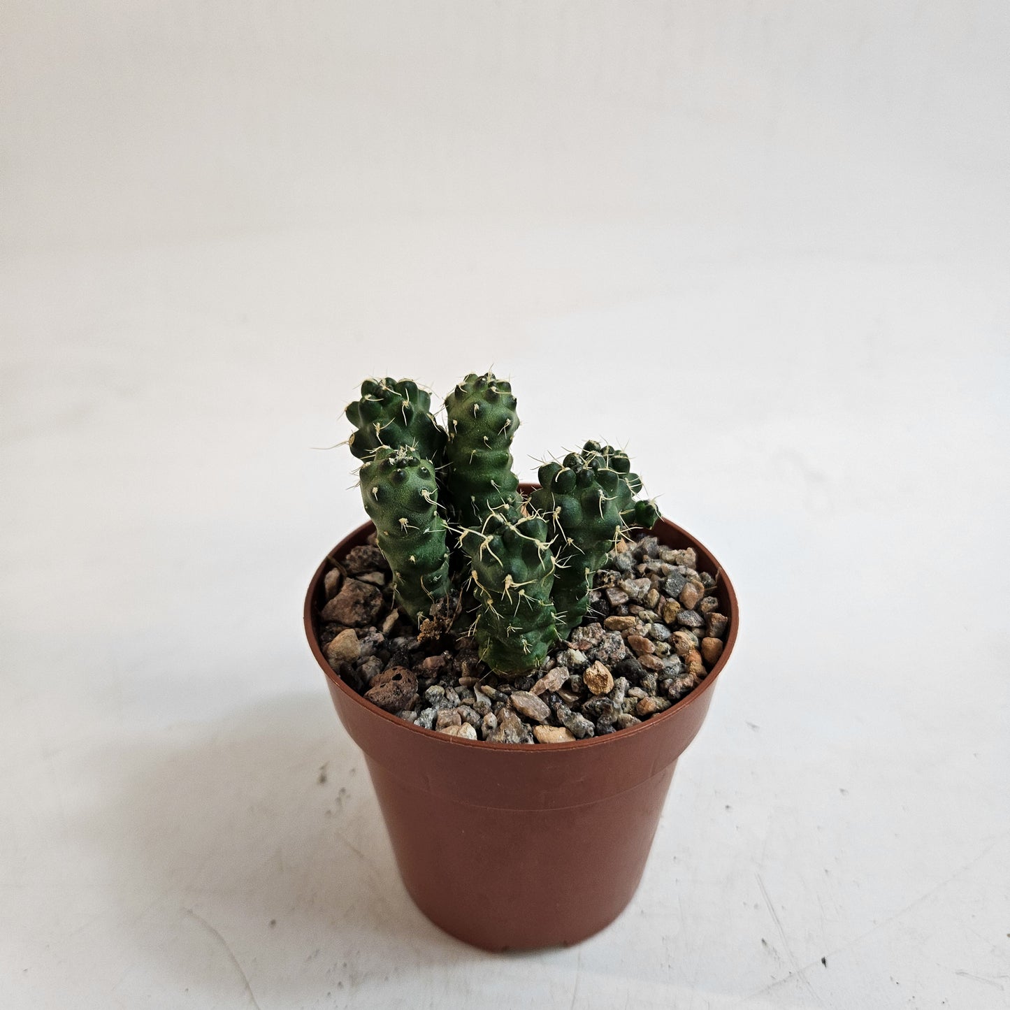 Cumulopuntia subterranea (Puna subterranea)