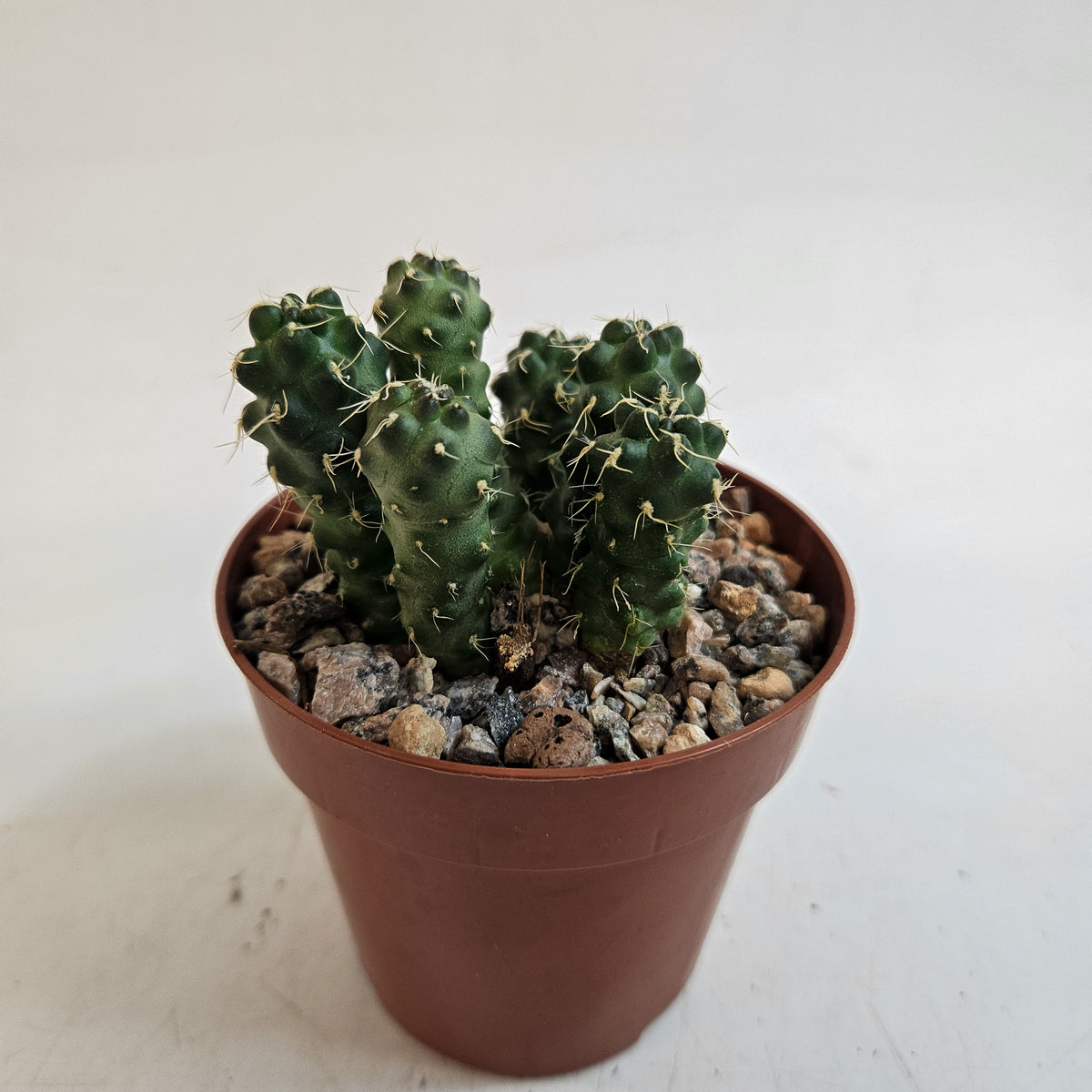 Cumulopuntia subterranea (Puna subterranea)