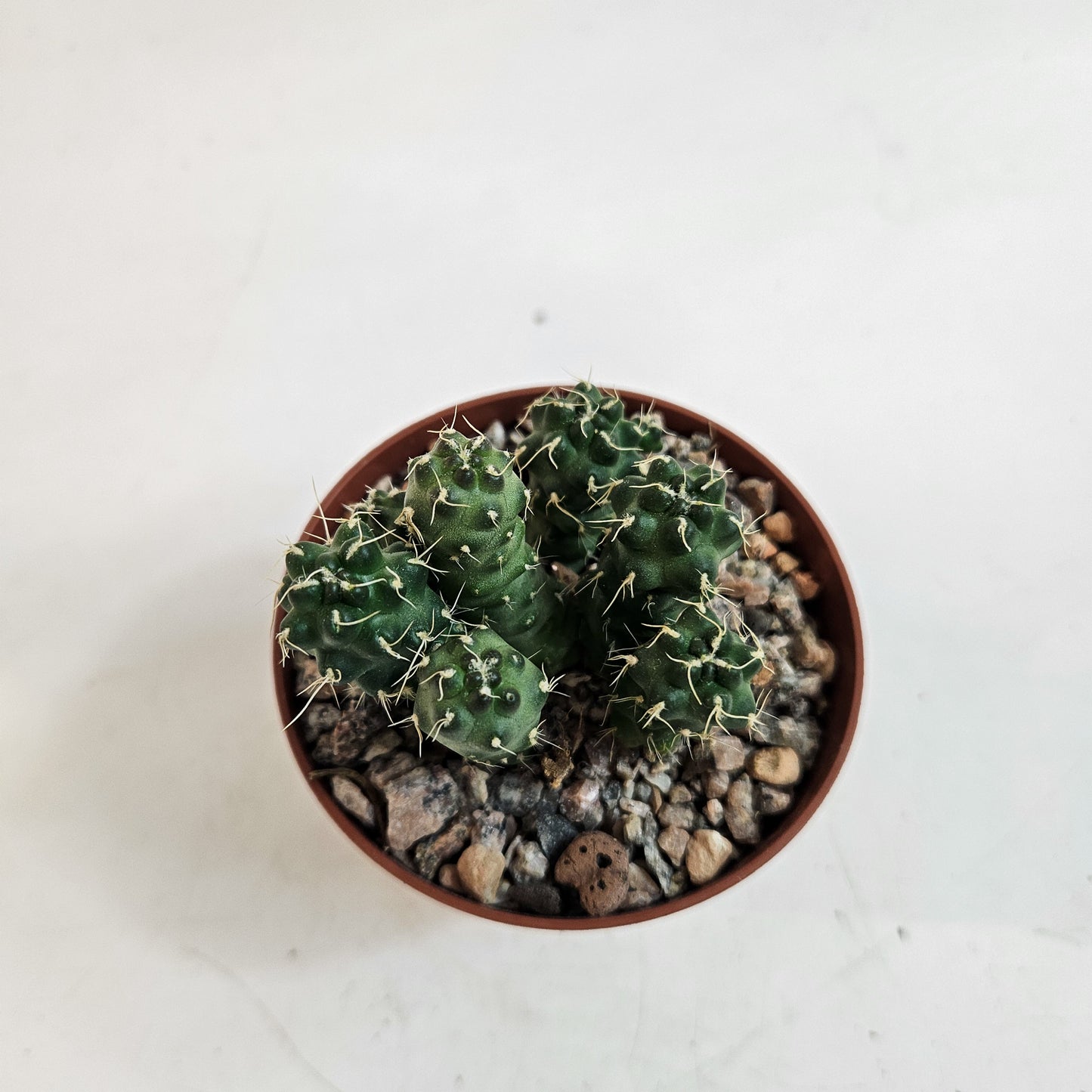 Cumulopuntia subterranea (Puna subterranea)