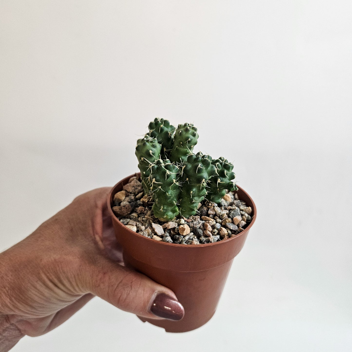 Cumulopuntia subterranea (Puna subterranea)