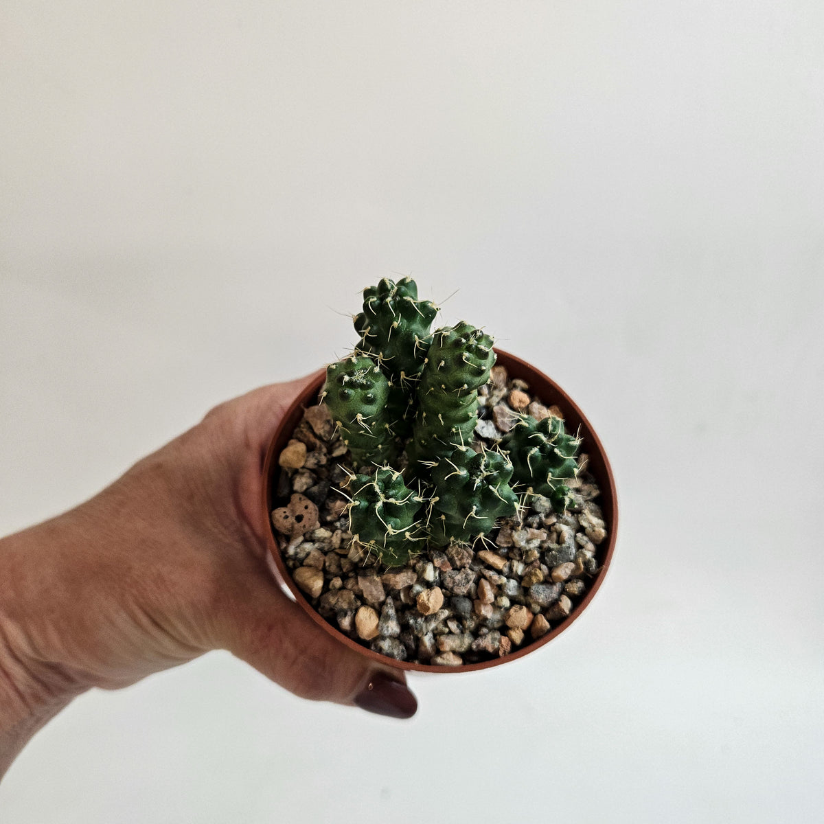 Cumulopuntia subterranea (Puna subterranea)