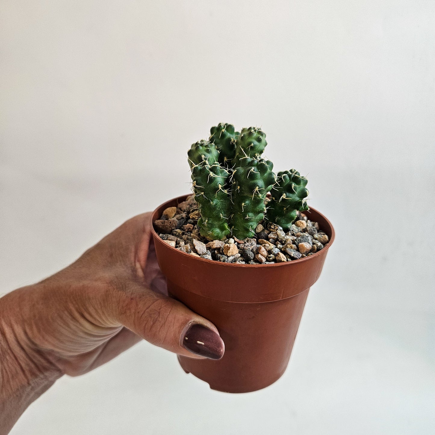 Cumulopuntia subterranea (Puna subterranea)
