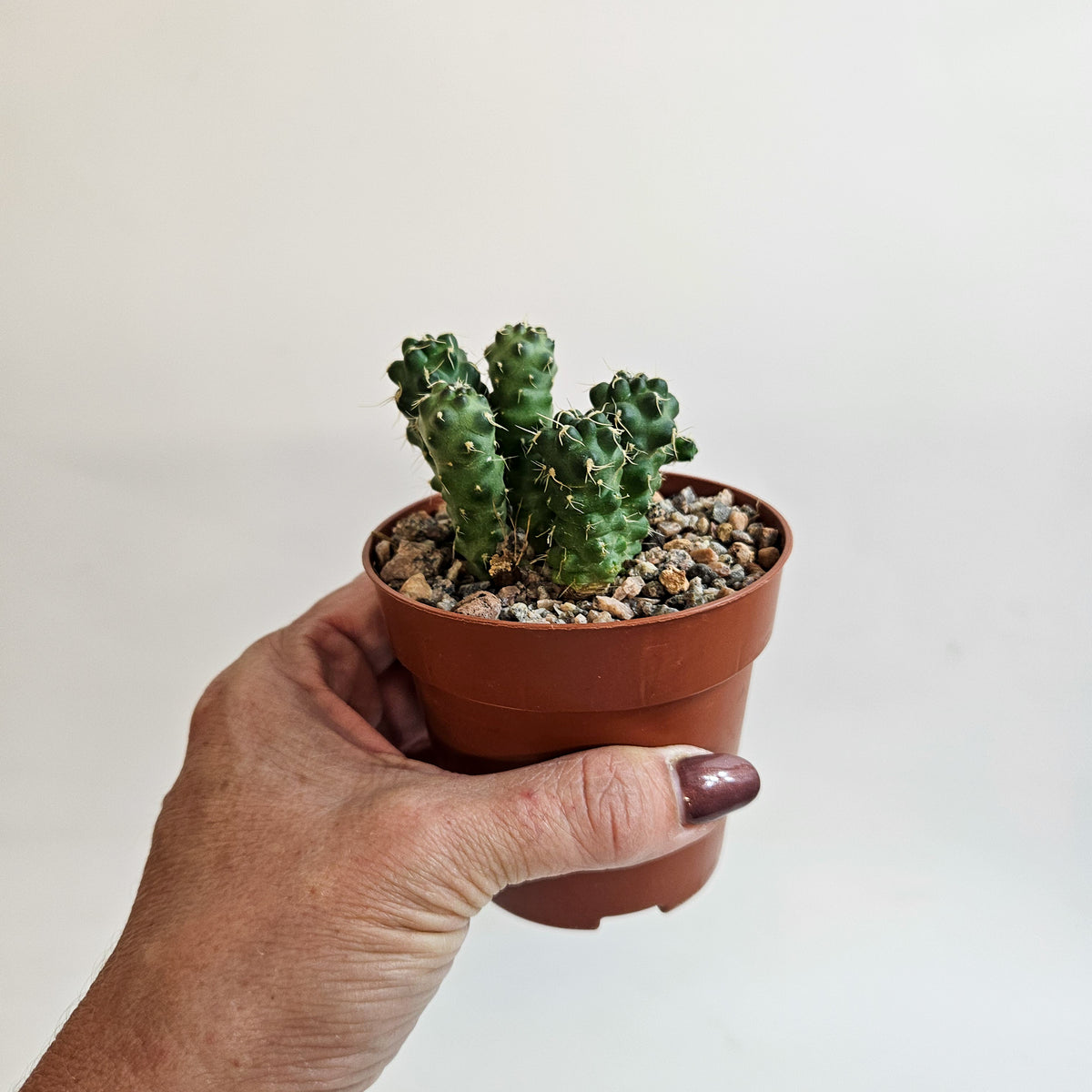 Cumulopuntia subterranea (Puna subterranea)