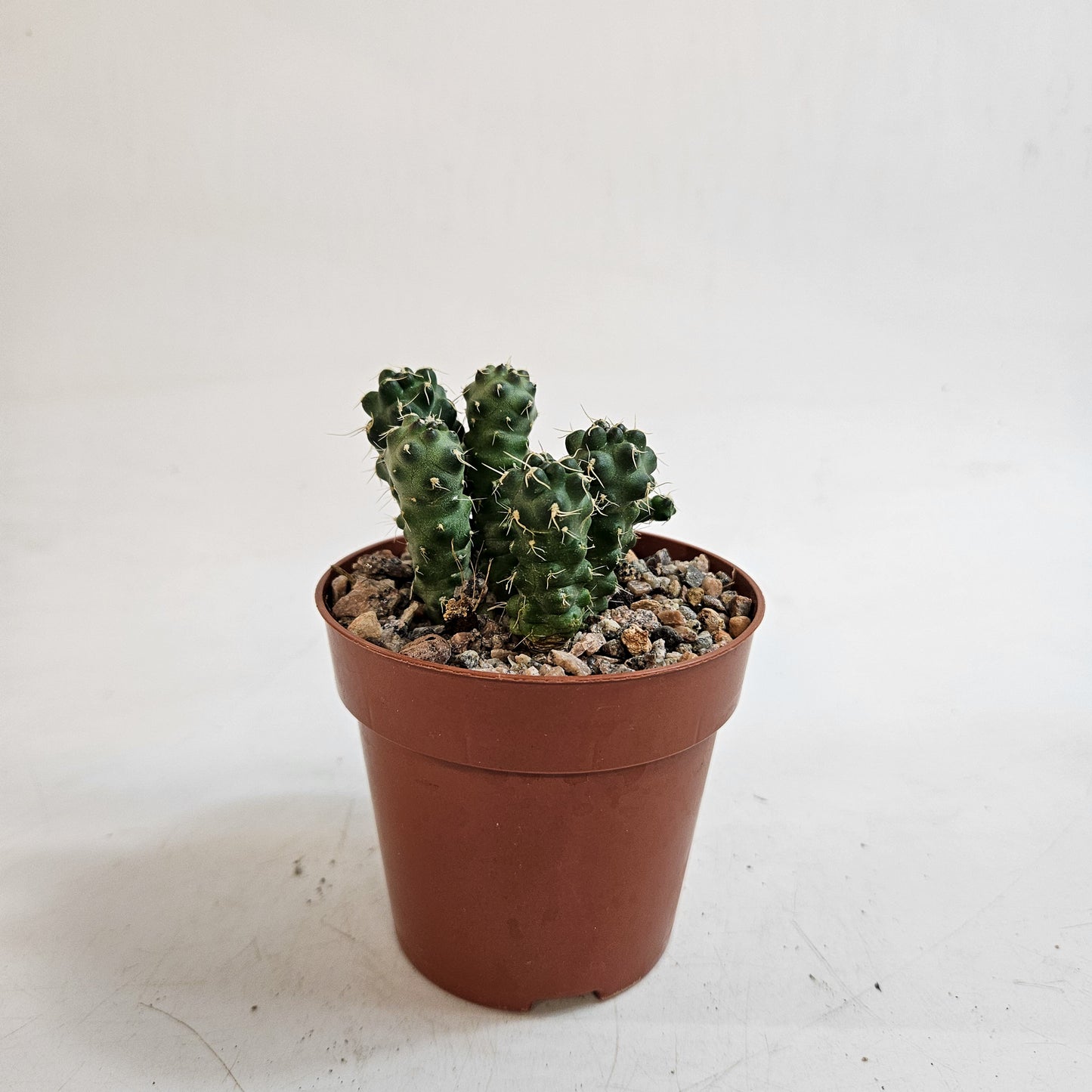 Cumulopuntia subterranea (Puna subterranea)