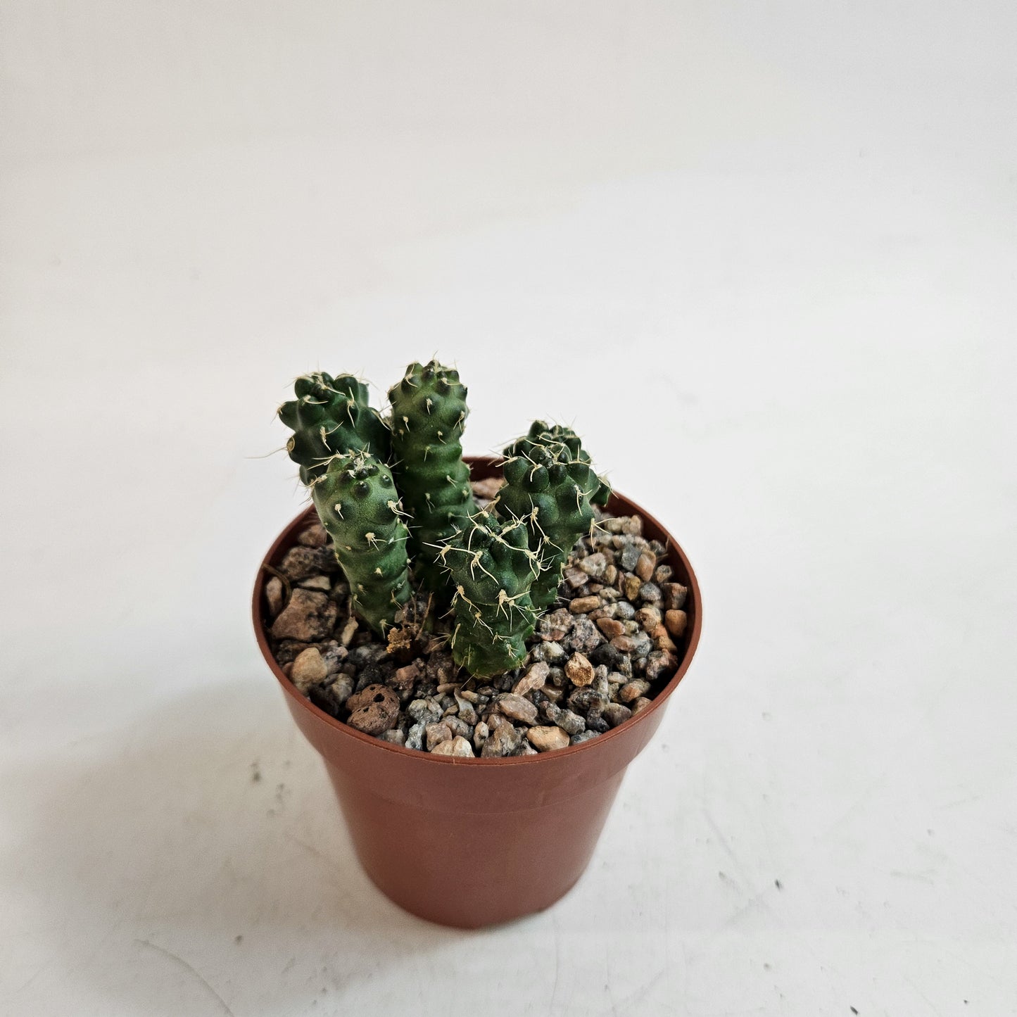 Cumulopuntia subterranea (Puna subterranea)
