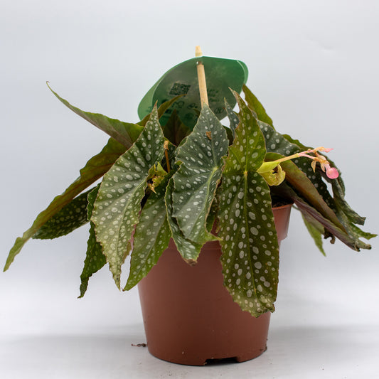 Begonia leaf Double Dot