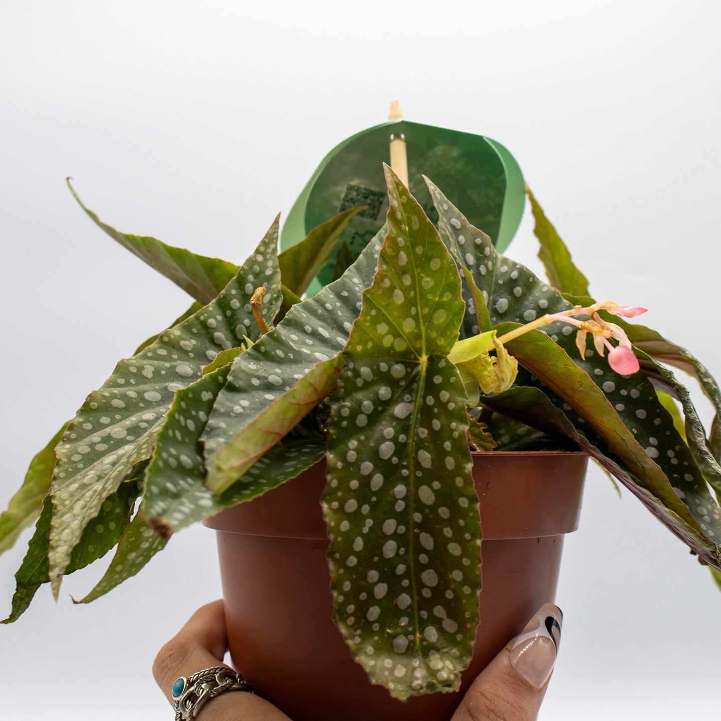 Begonia leaf Double Dot