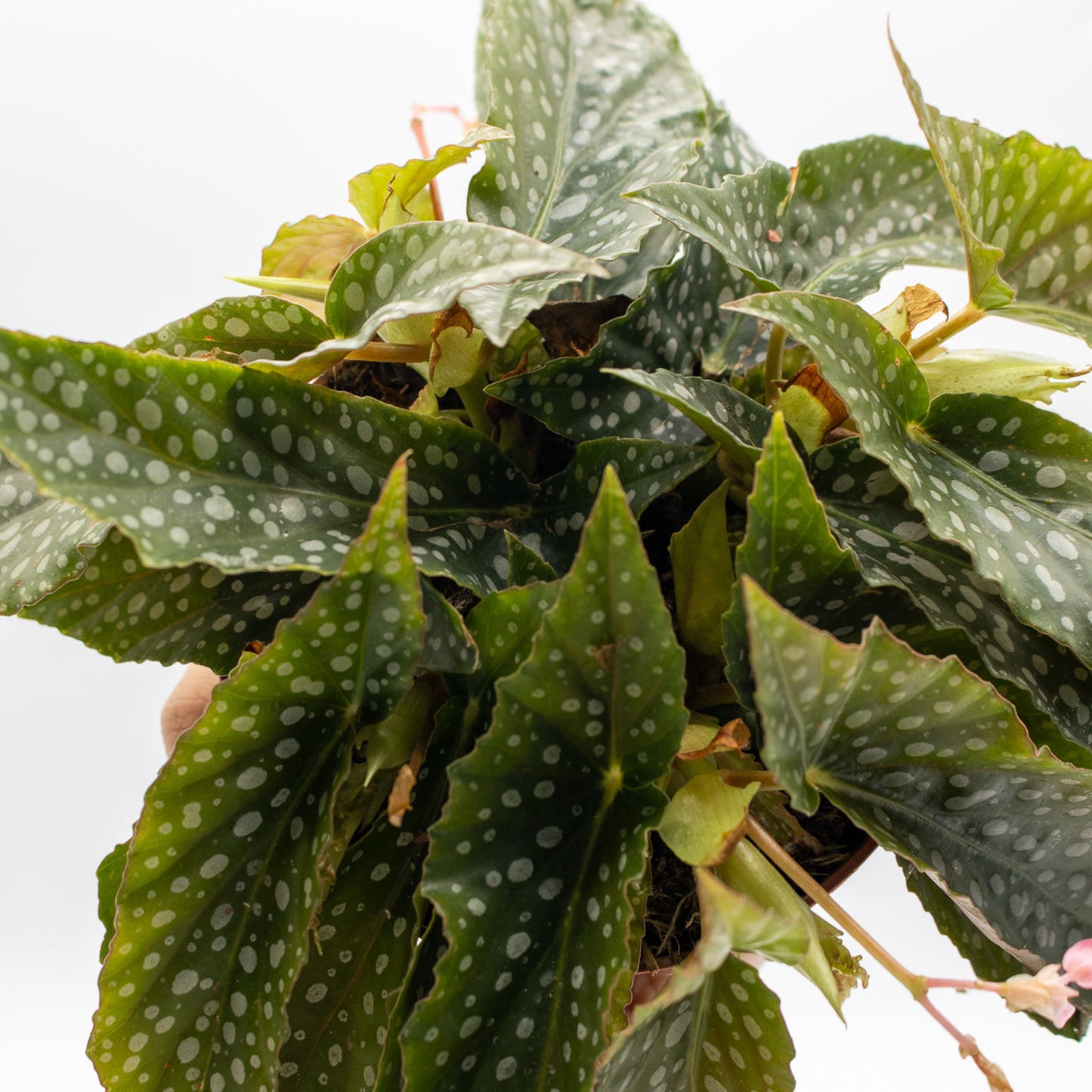 Begonia leaf Double Dot