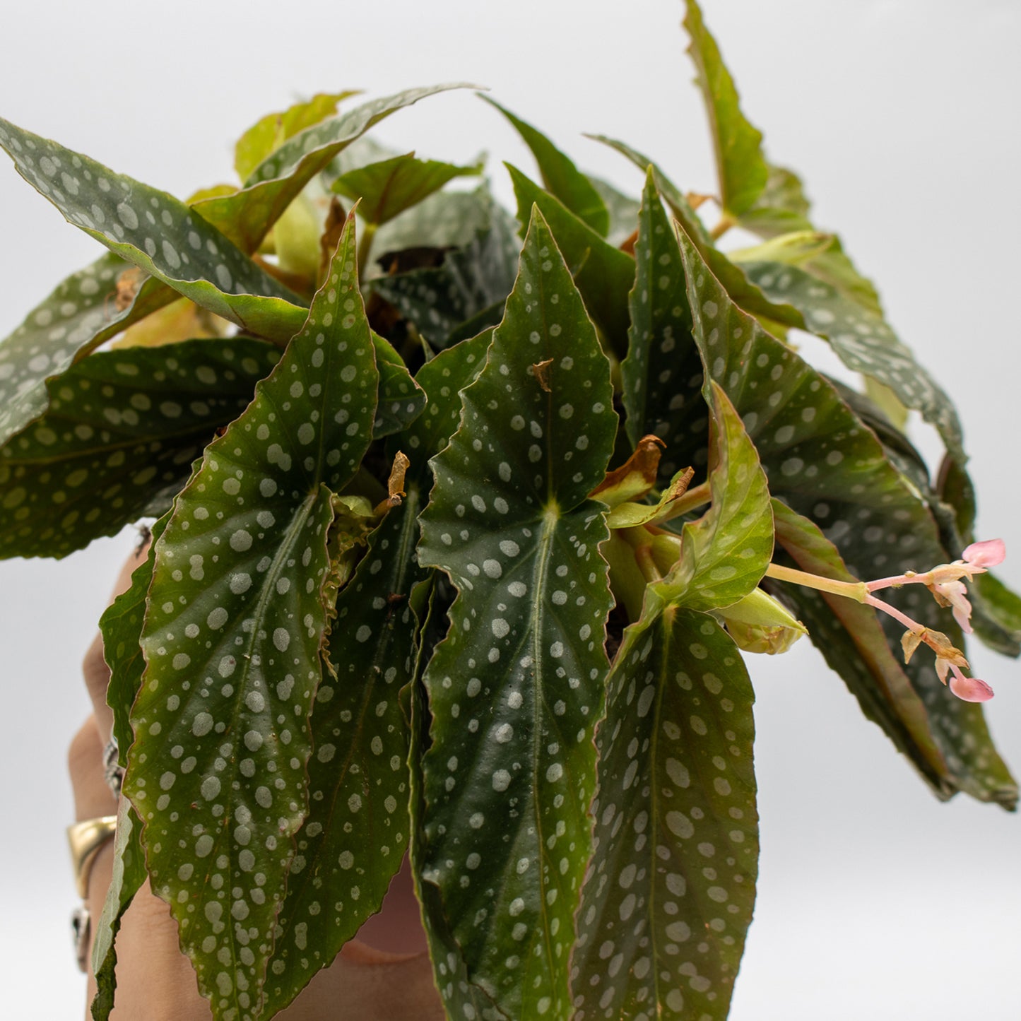 Begonia leaf Double Dot