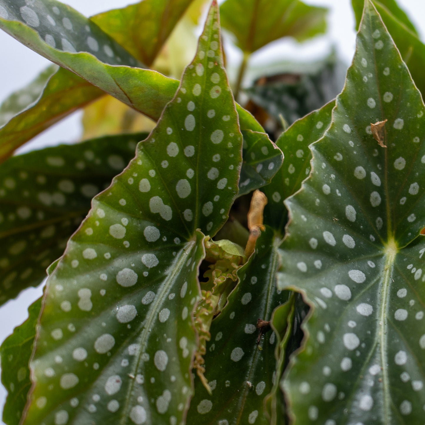 Begonia leaf Double Dot