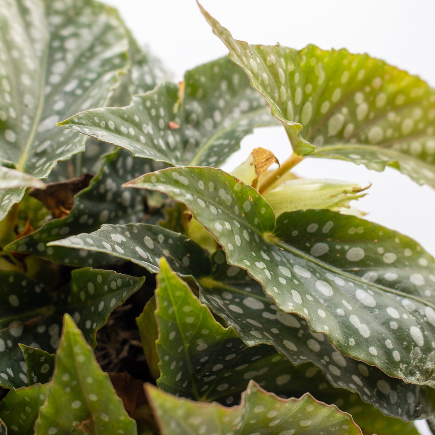 Begonia leaf Double Dot