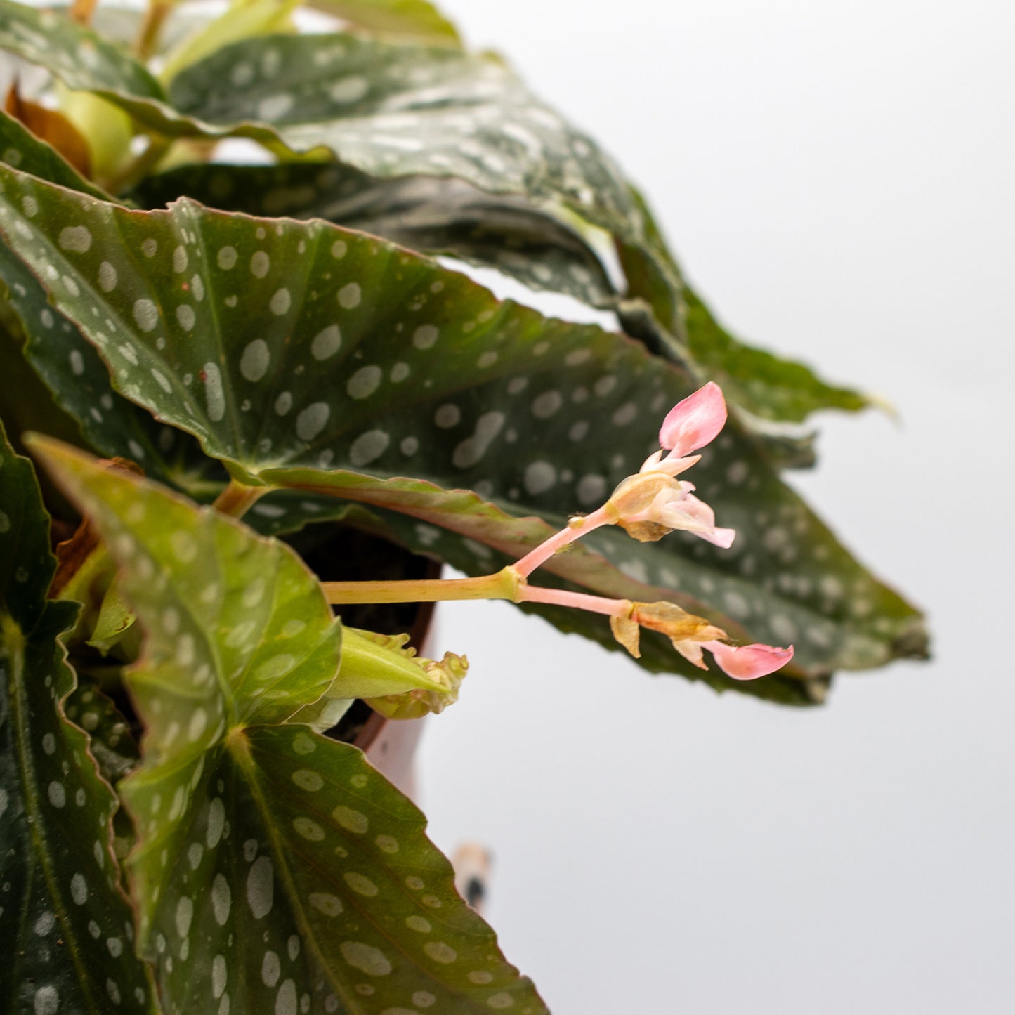 Begonia leaf Double Dot