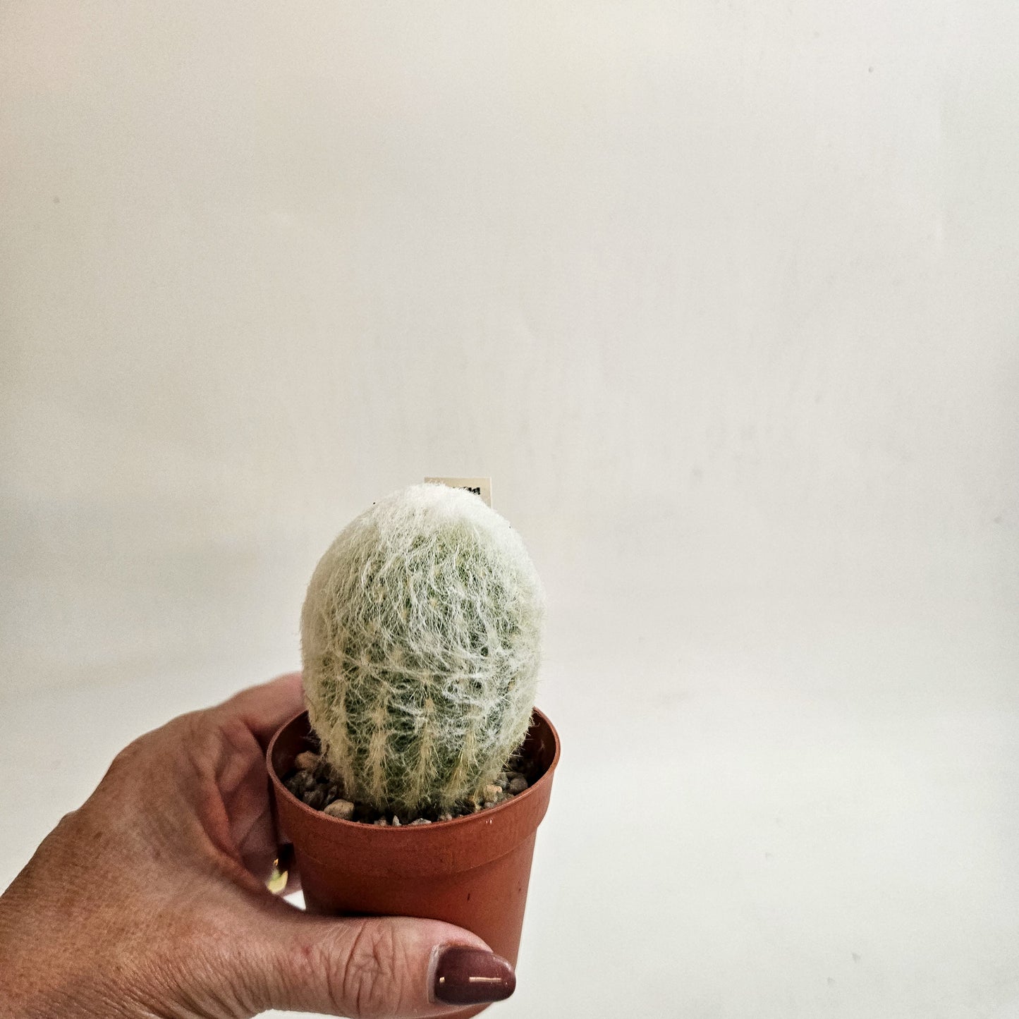 Espostoa lanata