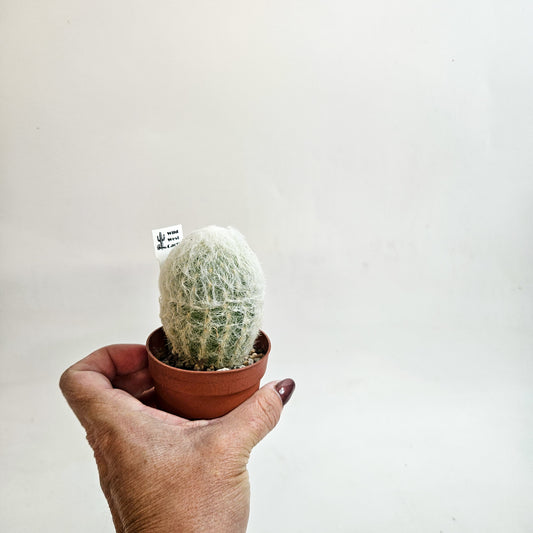 Espostoa lanata