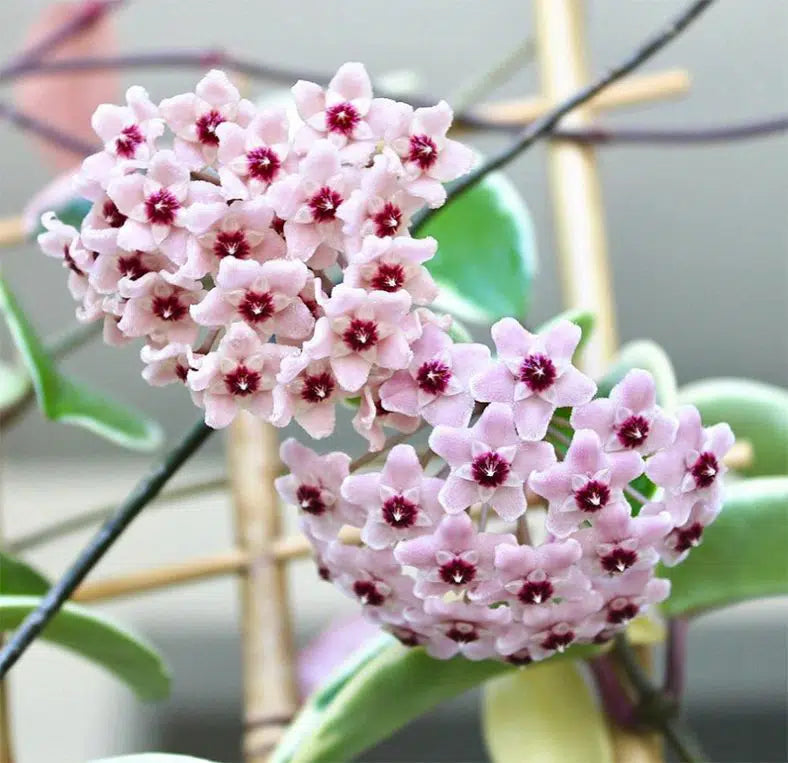 Hoya Carnosa Tricolor Ø14cm H30cm