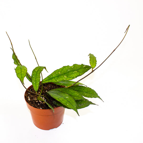 Hoya Clemensiorum Dark Leaf 12cm H15cm