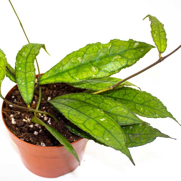 Hoya Clemensiorum Dark Leaf 12cm H15cm