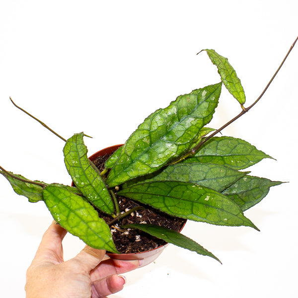 Hoya Clemensiorum Dark Leaf 12cm H15cm