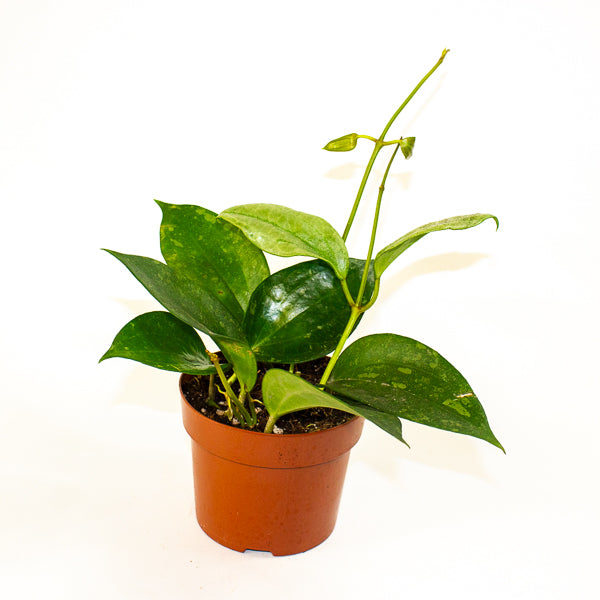 Hoya Macrophylla Silver Splash 12cm H20cm