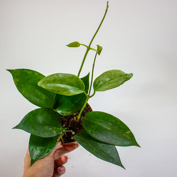 Hoya Macrophylla Silver Splash 12cm H20cm